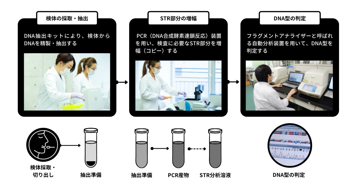 DNA FACTOR 検査プロセス — 検体の採取・抽出、STR部分の増幅、DNA型の判定